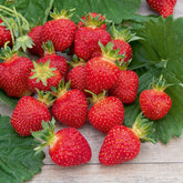 Aardbei 'Rubis Des Jardins'