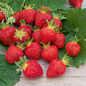 Aardbei 'Rubis Des Jardins'