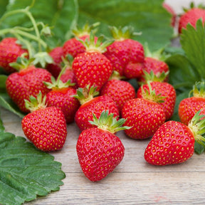 Aardbei 'Rubis Des Jardins' - Fragaria x ananassa 'Rubis Des Jardins' - Willemse