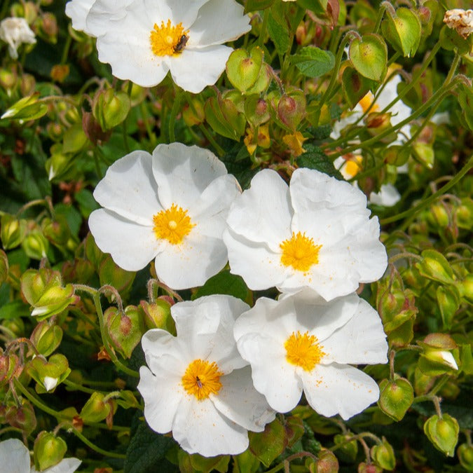 Verkoop Corbières cistus - Cistus corbariensis