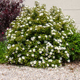 Verkoop Corbières cistus