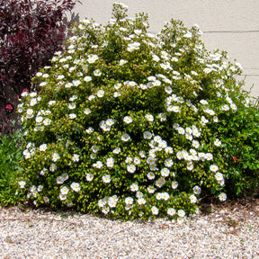 Verkoop Corbières cistus