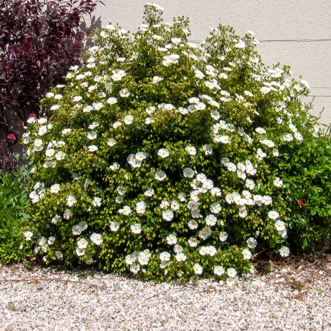 Verkoop Corbières cistus