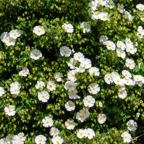 Corbières cistus - Willemse