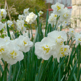 5 Narcissen 'Cheerfulness' - Willemse