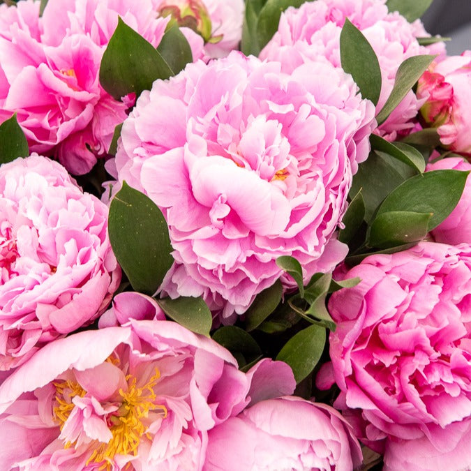 Pioenroos Jacorma - Paeonia lactiflora Jacorma - Willemse