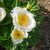 Paeonia lactiflora Jan Van Leeuwen - Pioenroos Jan Van Leeuwen - Pioenrozen