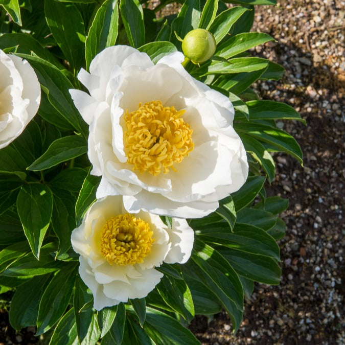 Paeonia lactiflora Jan Van Leeuwen - Pioenroos Jan Van Leeuwen - Pioenrozen