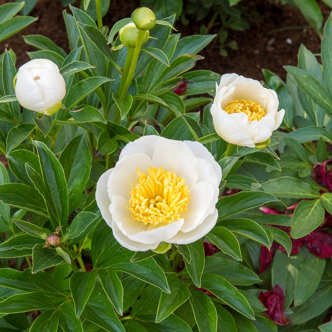 Pioenroos Jan Van Leeuwen - Paeonia lactiflora Jan Van Leeuwen - Willemse