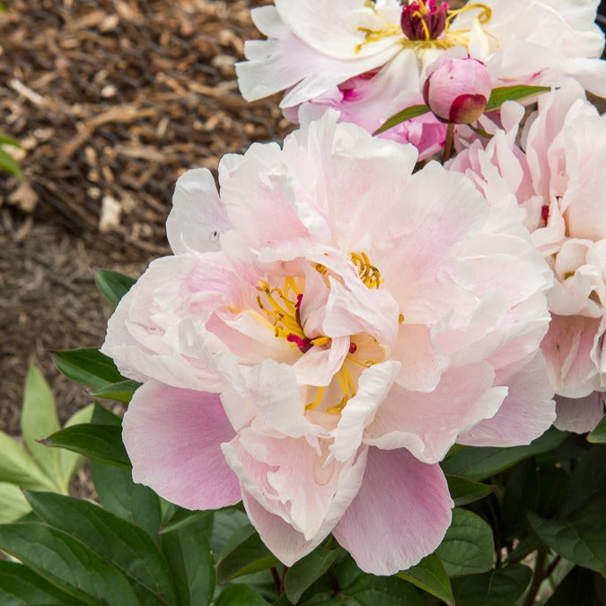 Pioenroos Lady Alexandra Duff - Paeonia lactiflora Lady Alexandra Duff - Willemse