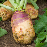 Koolraap 'Champion' - Brassica napus champion - Willemse