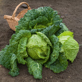 Savooiekool 'Vertus 2' - Brassica oleracea sabauda gros des vertus 2 - Willemse