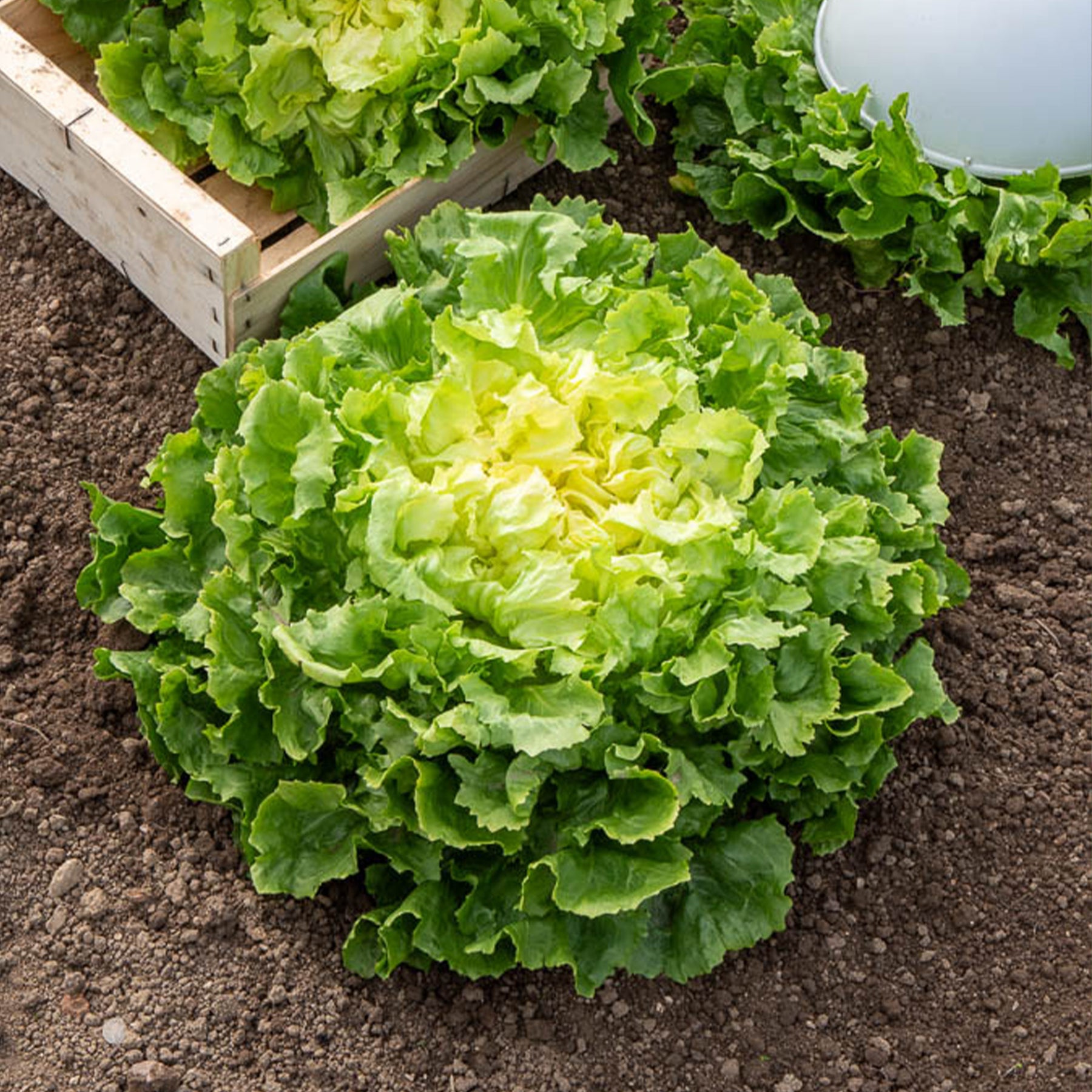 Grote krulandijvie - Cichorum endivia latifolium grosse bouclée - Willemse