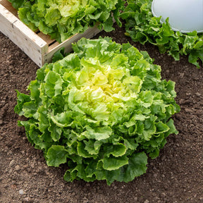 Grote krulandijvie - Cichorum endivia latifolium grosse bouclée - Willemse