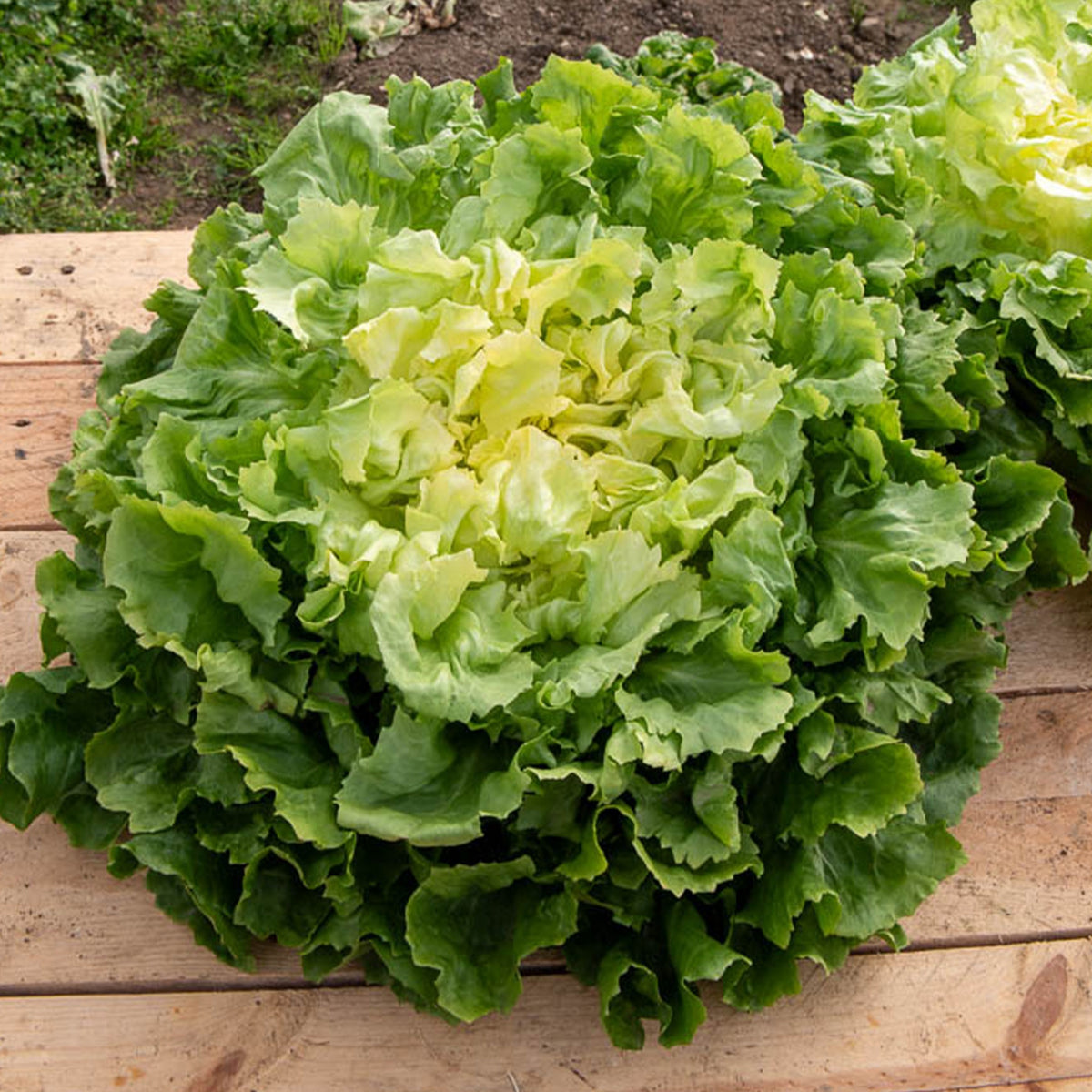 Grote krulandijvie - Willemse