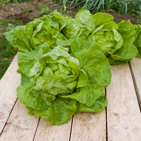 Kropsla 'Dikke blonde traagschietende' - Lactuca sativa grosse blonde paresseuse - Willemse