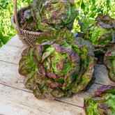 Kropsla 'Wonder der Vier Jaargetijden' - Lactuca sativa Merveille des Quatre Saisons - Willemse