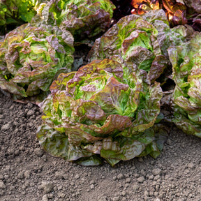 Slazaden - Kropsla 'Wonder der Vier Jaargetijden' - Lactuca sativa Merveille des Quatre Saisons