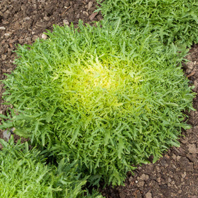 Krulandijvie 'Fine de Louviers' - Cichorum endivia crispum fine de louviers - Willemse
