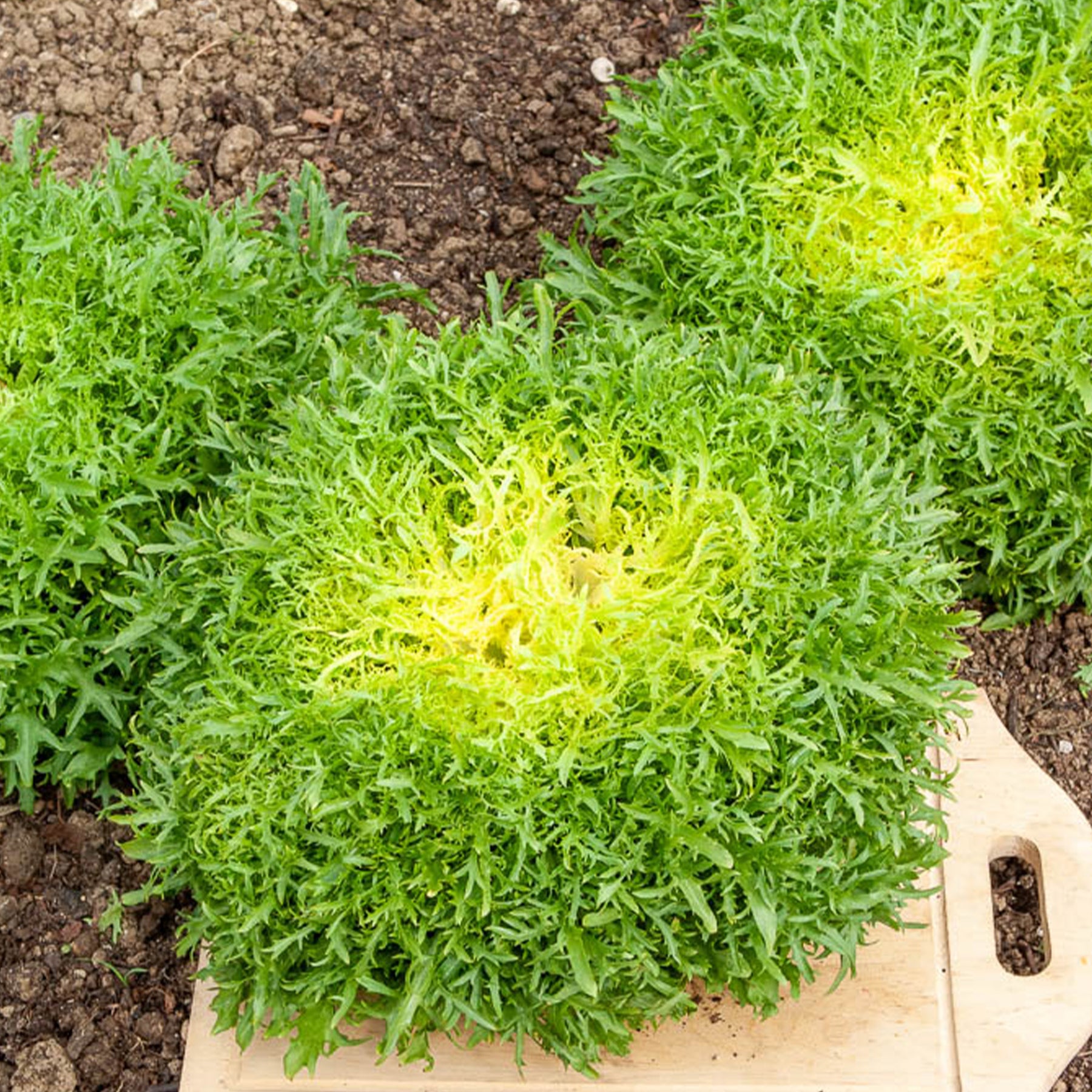 Krulandijvie 'Fine de Louviers' - Willemse