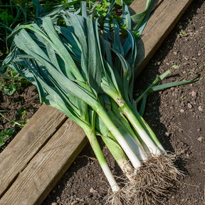 Allium porrum bleu de solaise - Prei 'Blauwe van Solaise' - Overige groentezaden