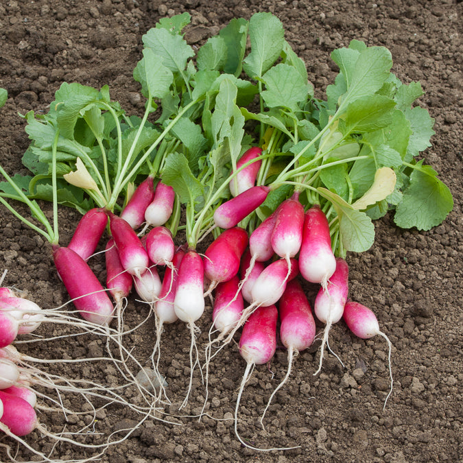 Halflange 18-daagse radijs - Willemse