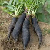 Rammenas 'Lange Zwarte Winter' - Raphanus sativus noir gros long d'hiver de paris - Willemse