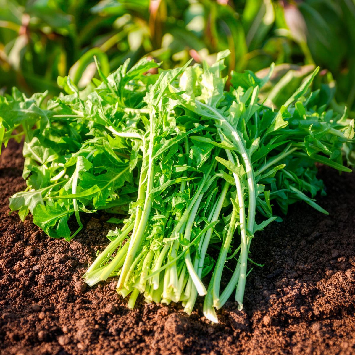 Witlof 'Barbe de Capucin' - Cichorium intybus  barbe de capucin - Willemse