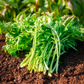 Witlof 'Barbe de Capucin' - Cichorium intybus  barbe de capucin - Willemse