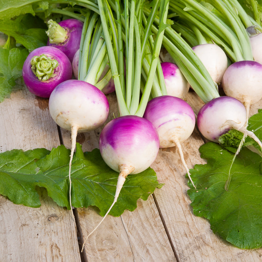 Brassica rapa de nancy - Knolraap 'De Nancy' - Brassica rapa - Raap