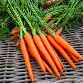 Winterwortel 'Colmar' - rood hart - BIO - Willemse