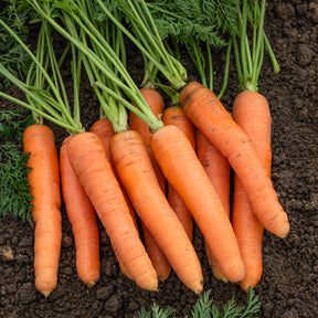 Wortel Mix 'Naintaise' + 'Carentan' + 'Comar' - Collection de carottes: 40g Nantaise, 5gCarentan, 5 g Colmar - Willemse