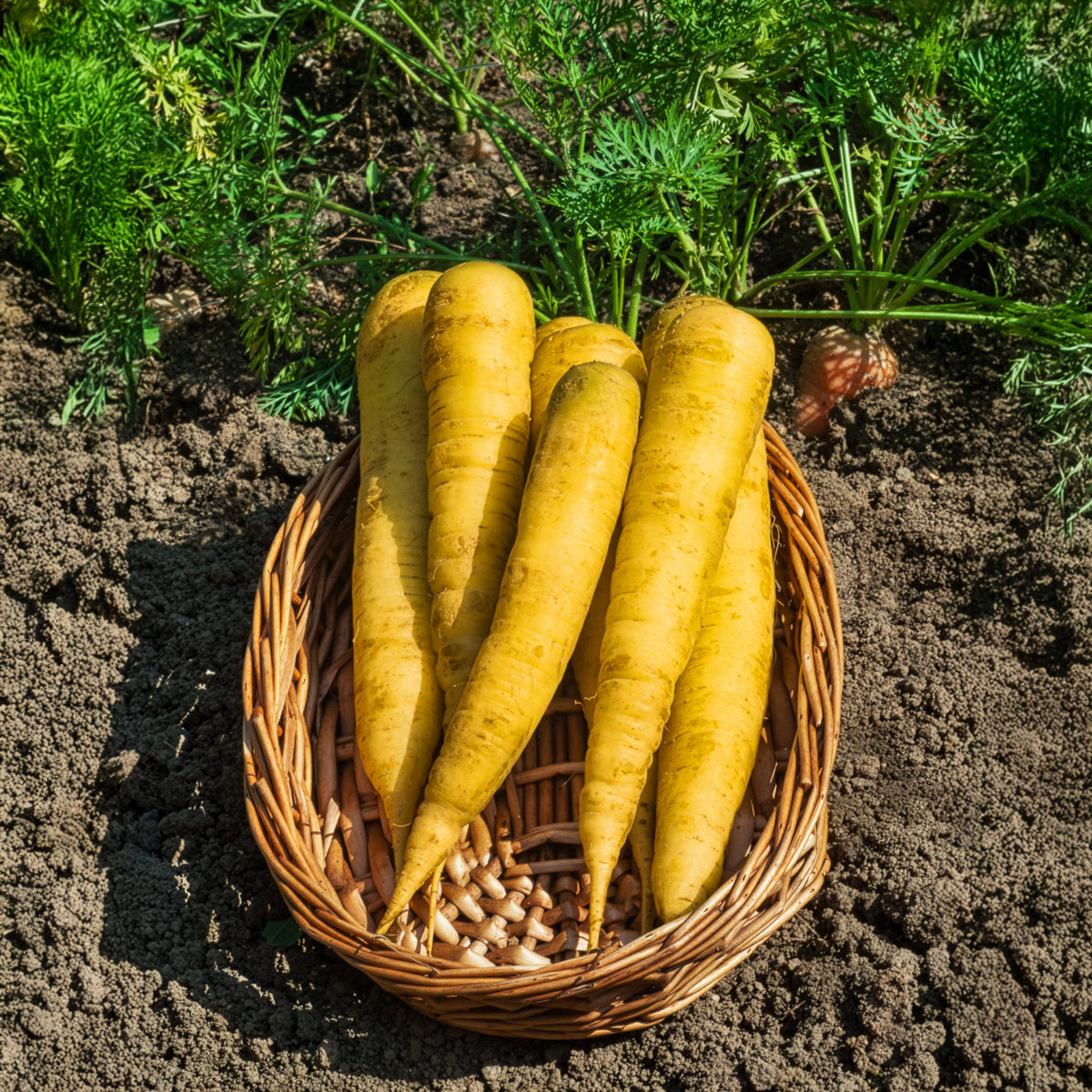 Wortel 'Jaune de Lobberich' - Daucus carota jaune de lobberich jaune du doubs - Willemse