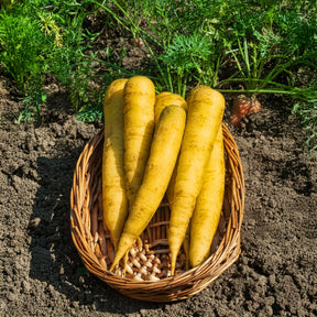 Wortel 'Jaune de Lobberich' - Daucus carota jaune de lobberich jaune du doubs - Willemse