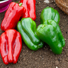 Paprika 'Lamuyo F1' - Capsicum annuum lamuyo f1 - Willemse