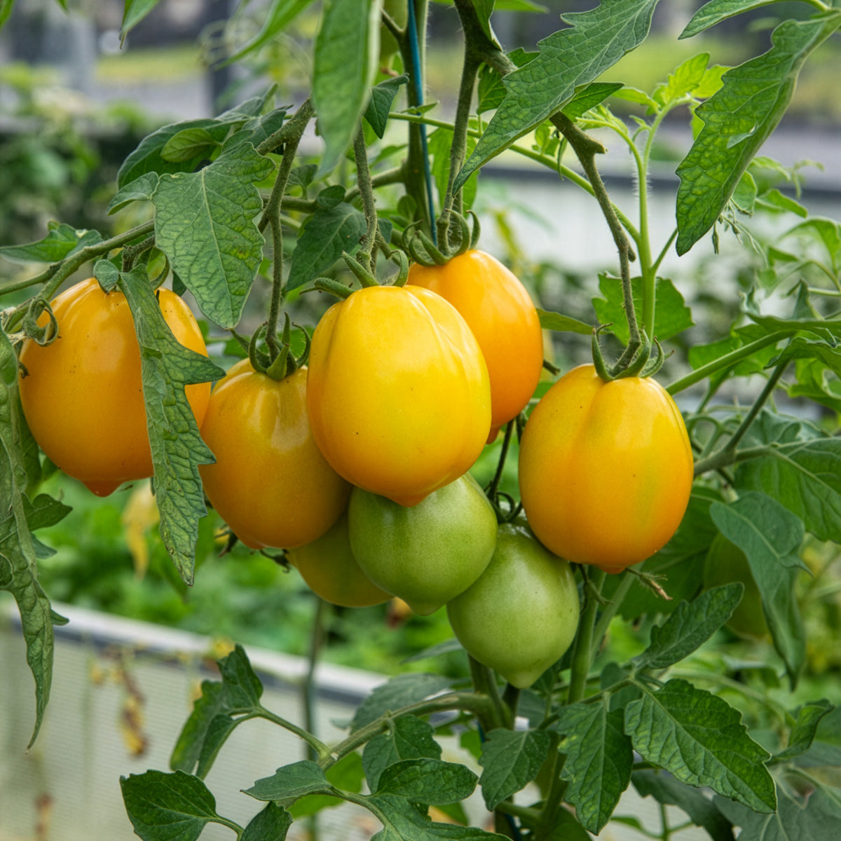 Tomaat 'Lemon Tree' - Willemse