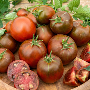 Tomaat 'Black Russian' - Solanum lycopersicum noire russe - Willemse