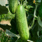 Komkommer 'Le Généreux' - Cucumis sativus le généreux - Moestuin
