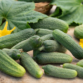 Augurk 'Petit de Paris' - Willemse