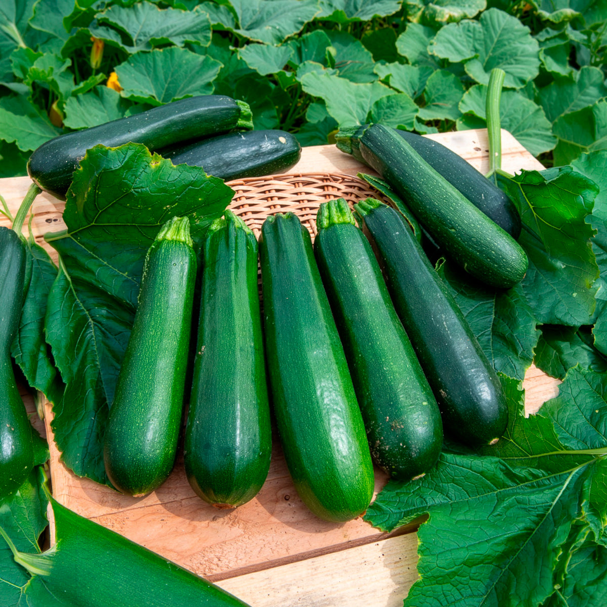 10 Courgette BIO zaden  - niet woekerend - Willemse