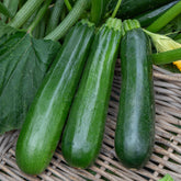 10 Courgette BIO zaden  - niet woekerend - Willemse