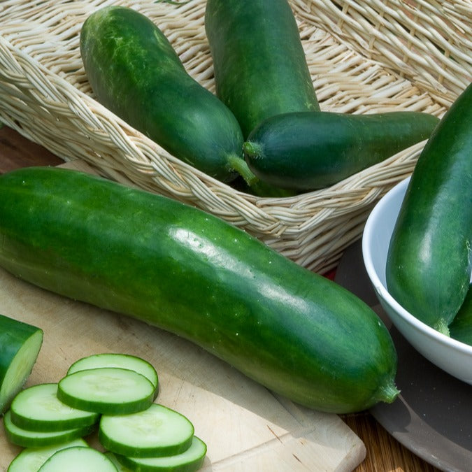 Komkommer - lang - Cucumis sativus vert long maraîcher - Willemse