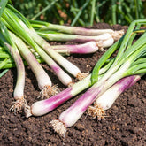 Grof bieslook - Allium fistulosum - Willemse