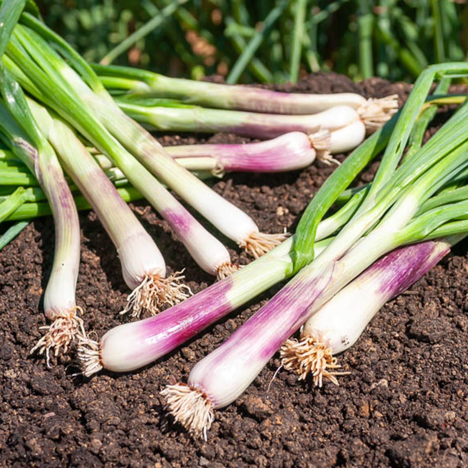 Grof bieslook - Allium fistulosum - Willemse