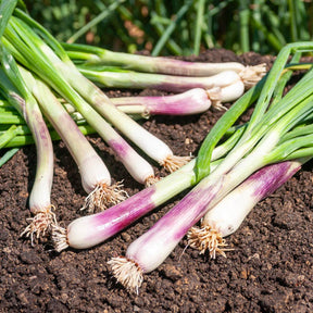 Grof bieslook - Allium fistulosum - Willemse