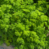 Peterselie 'Bravour' - Petroselinum crispum  bravour - Willemse