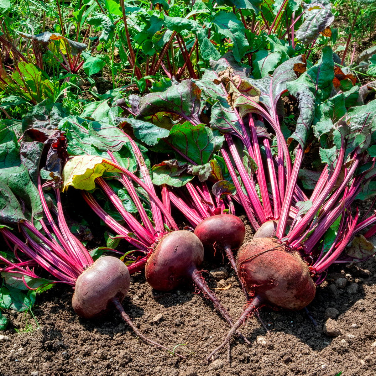 Zwart biet 'Egyptische platronde' - BIO - Beta vulgaris d'egypte - Willemse
