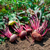 Zwart biet 'Egyptische platronde' - BIO - Beta vulgaris d'egypte - Willemse