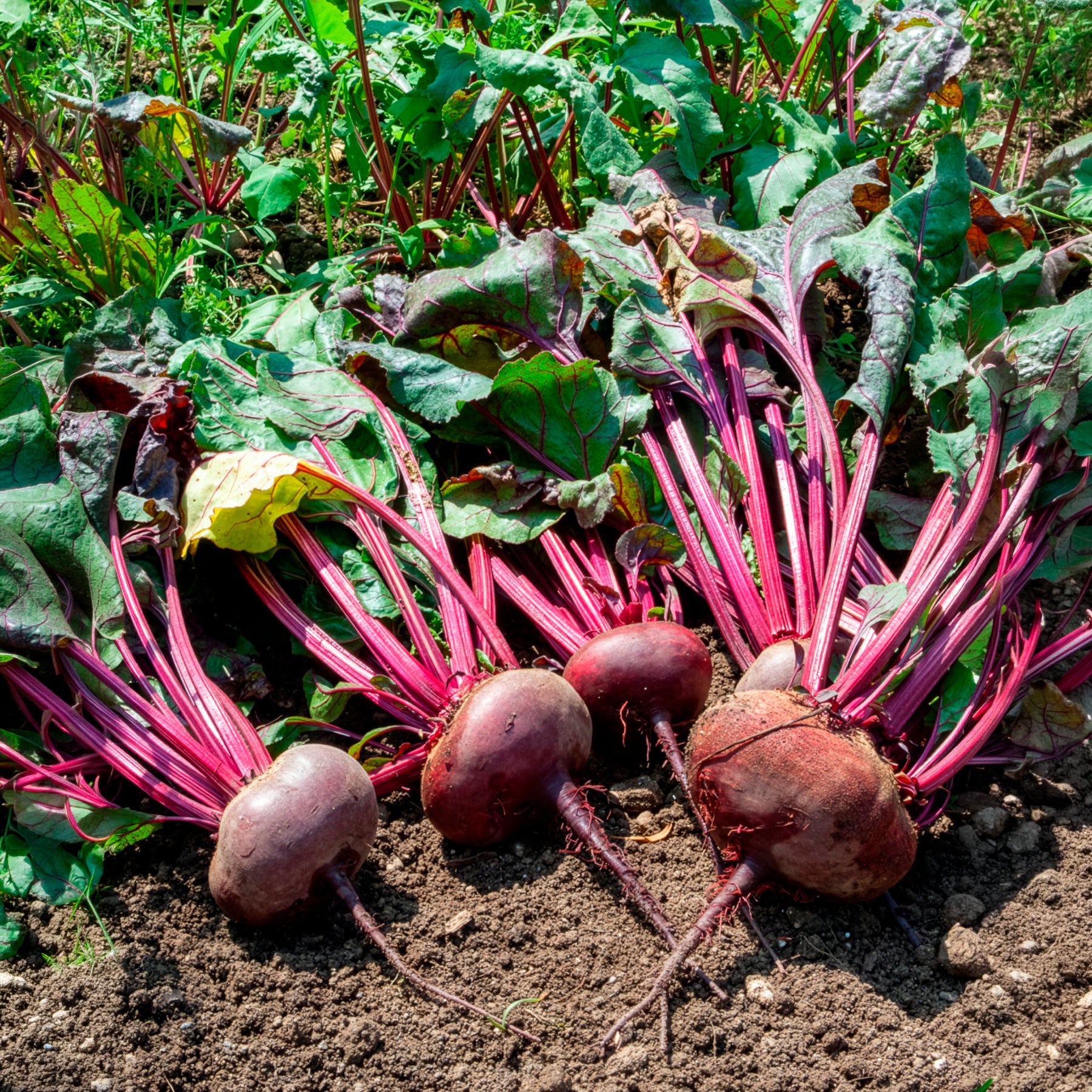 Zwart biet 'Egyptische platronde' - BIO - Beta vulgaris d'egypte - Willemse