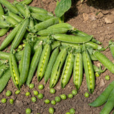 Stamdoperwt 'Kelvedon Wonder'